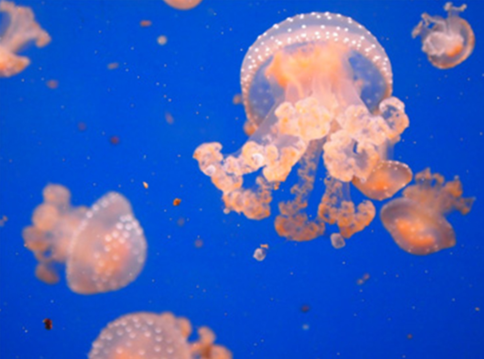 Marine Wildlife off the South Devon coastline